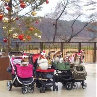 終編 箱根強羅 囲炉裏ゲストハウス天幕に一泊してみた ラウル Note