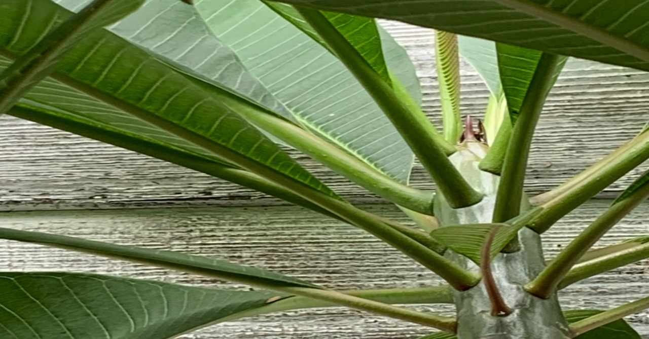 Plumeria の新着タグ記事一覧 Note つくる つながる とどける