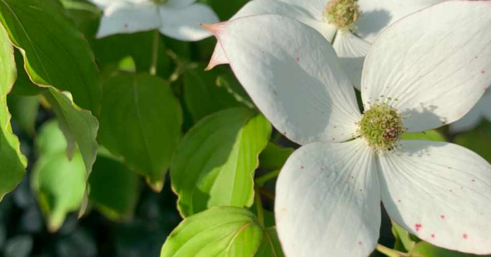 夏場の弱った植物には活力剤がオススメ 四季創庭苑 日本一 人を大切にする植木屋 Note