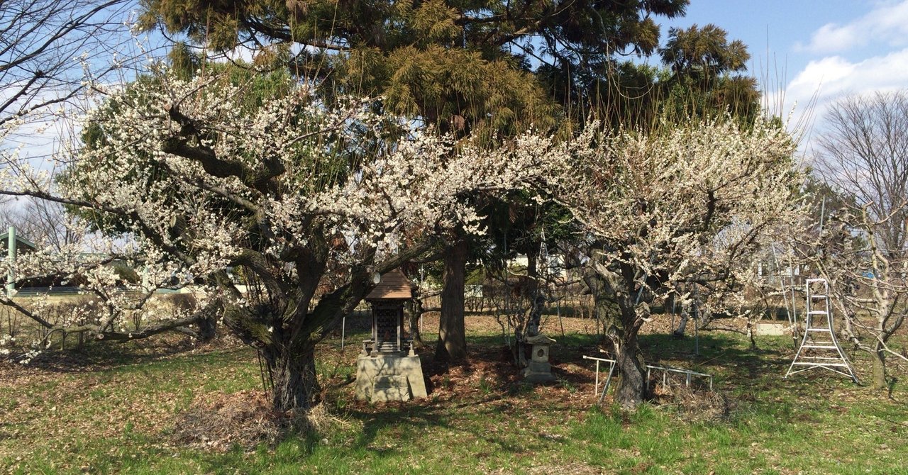 逃げるイノシシ 追う小犬 地質調査の思い出part1 ゆるく楽しむ Note 逃げるイノシシ 追う小犬 地質調査の思い出part1 ゆるく楽しむ Note