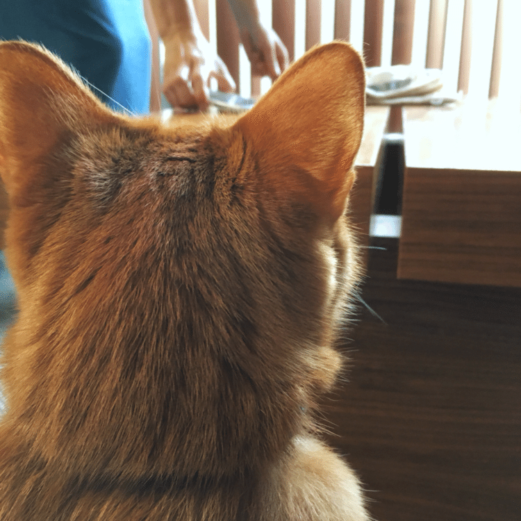 ママを見てるボク。耳をピンと立ててる、五感を集中させて見てます。さすがママのかわいいストーカー。