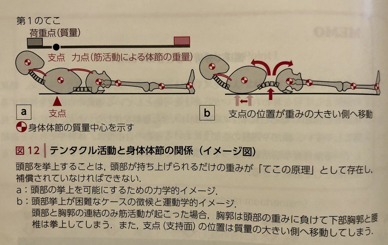 クラインフォーゲルバッハの運動学～背臥位姿勢におけるテンタクル活動