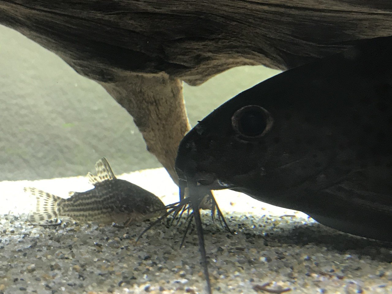 熱帯魚 アクアリウム 08 ゆこ ぺんぎん丸 Note