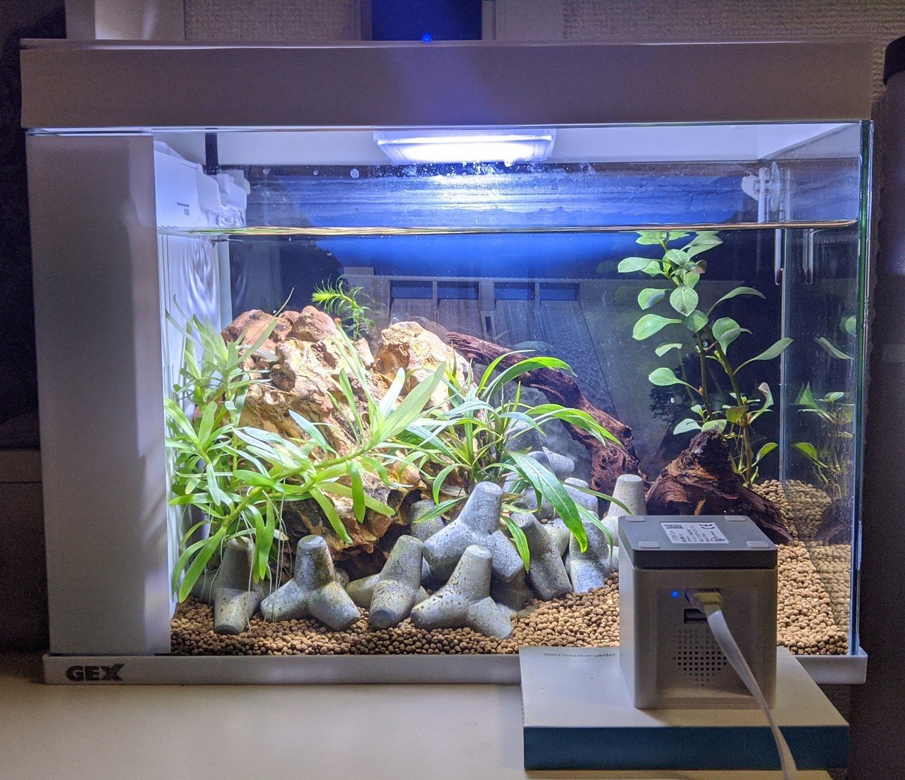 水槽立ち上げ 5：水草対策｜町田 奈桜