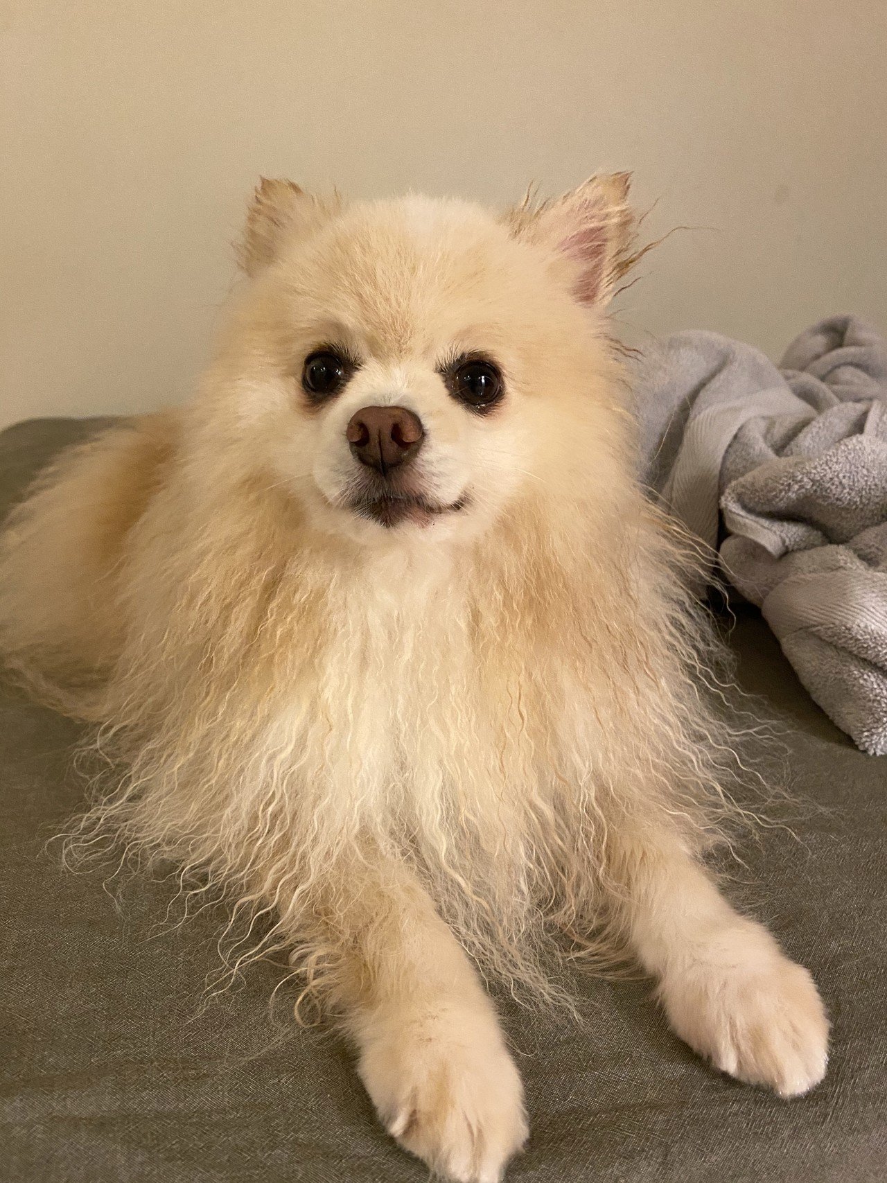 Aesopのペット用シャンプーで犬さんがトトロ化した まるぼうろ Note