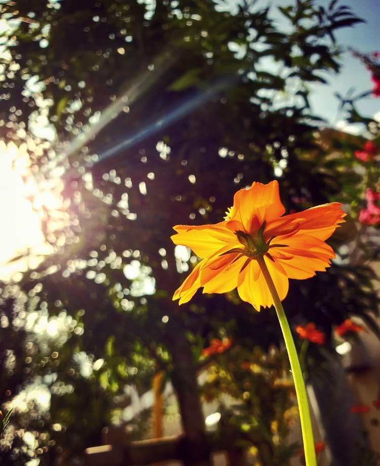おはよーございます。

太陽元気な朝。
コスモスはちっとも秋らしくない輝きで光を透かしておりました。
まだまだ残る夏。

佳い日曜日を。


#sky #summer #flower #love #moritaMiW #空 #夏 #コスモス #佳い一日の始まり