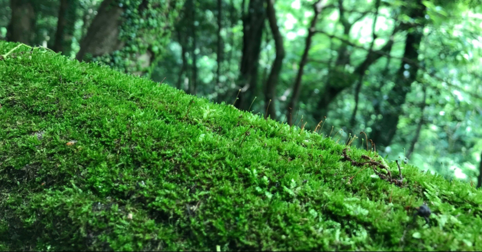 ポケモン オーロットの育成論 物理型 しゅうかく型 タヌト Note ポケモン オーロットの育成論 物理型 しゅうかく型 タヌト Note