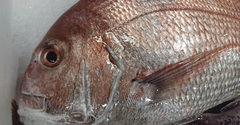 魚屋の料理レシピ03 新潟・佐渡沖の天然真鯛で鯛めし