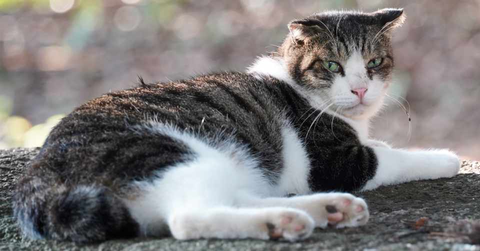 野良猫を襲う鬼畜な人たち こはら Note