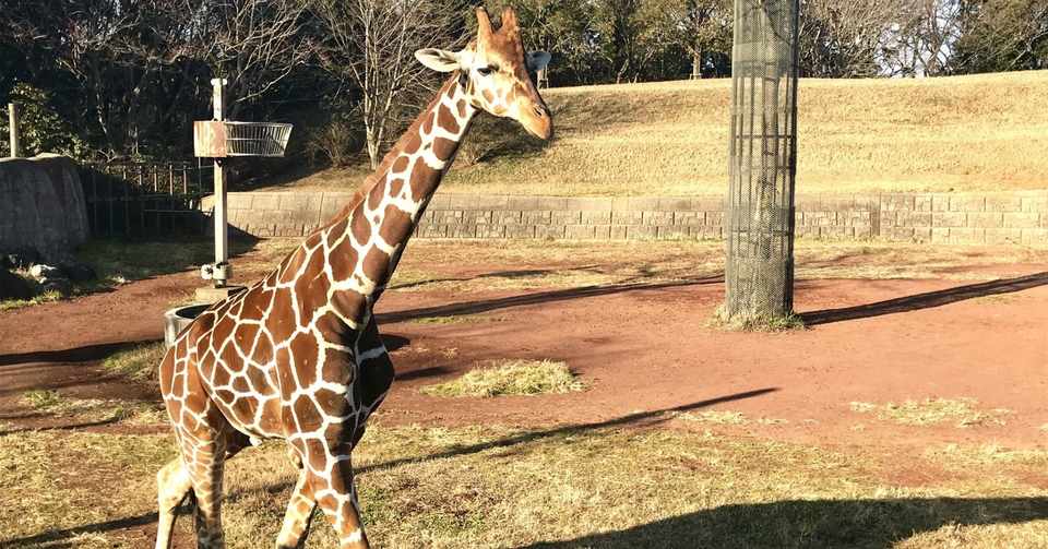18 キリンのことを忘れたいならパンダのことを考えろ いっすう Note