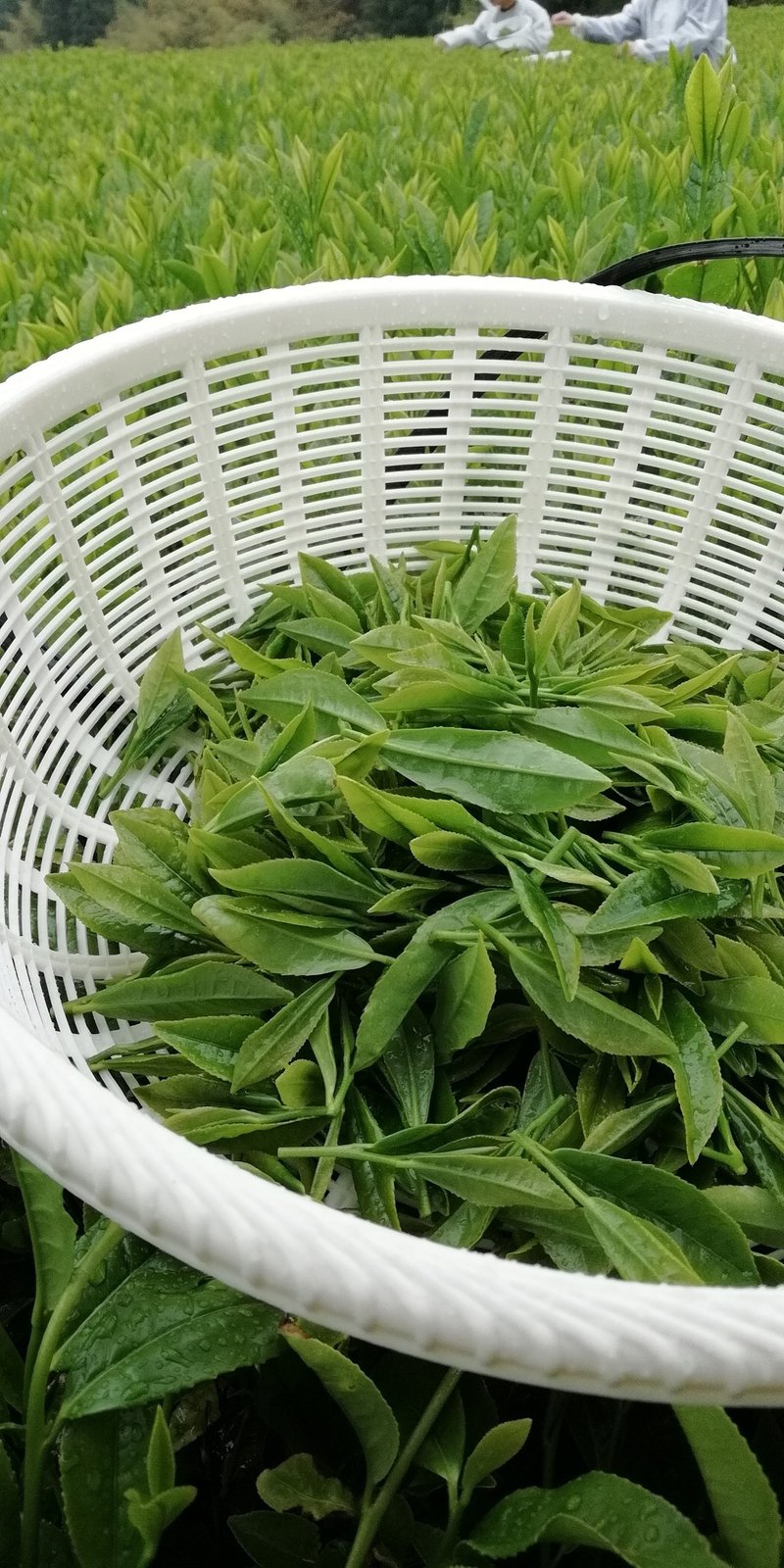 月イチ九州 17 福岡県八女 八女茶の茶摘みを体験する 生茶葉で自家製茶 まゆみトラベルラボ Note 月イチ九州 17 福岡県八女 八女茶の茶摘みを体験する 生茶葉で自家製茶 まゆみトラベルラボ Note