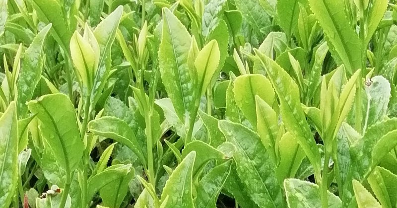 月イチ九州 17 福岡県八女 八女茶の茶摘みを体験する 生茶葉で自家製茶 まゆみトラベルラボ Note