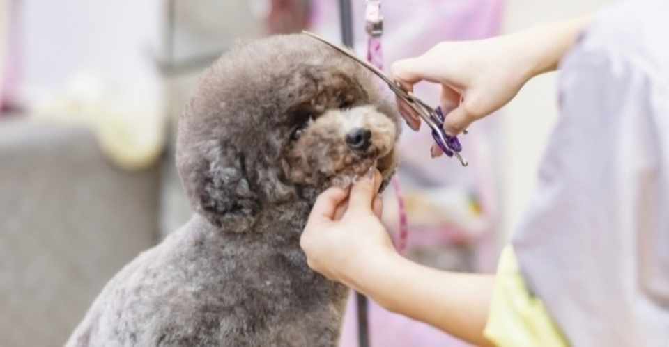 抜け毛が少ない犬種でおすすめは 犬の飼い主サポートのplam Note