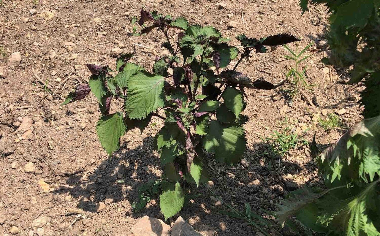 緑と紫、大葉と赤紫蘇からできた、2色のあいのこ（ハイブリッド