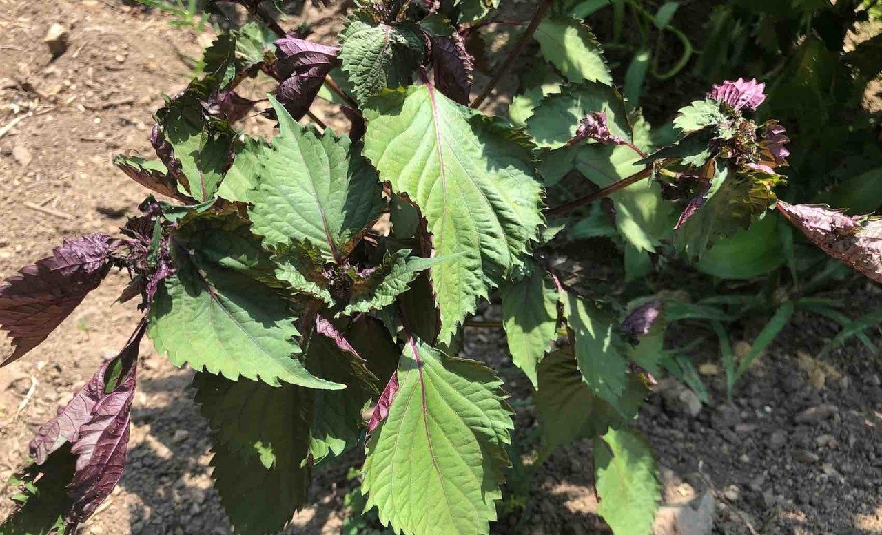 緑と紫、大葉と赤紫蘇からできた、2色のあいのこ（ハイブリッド）種
