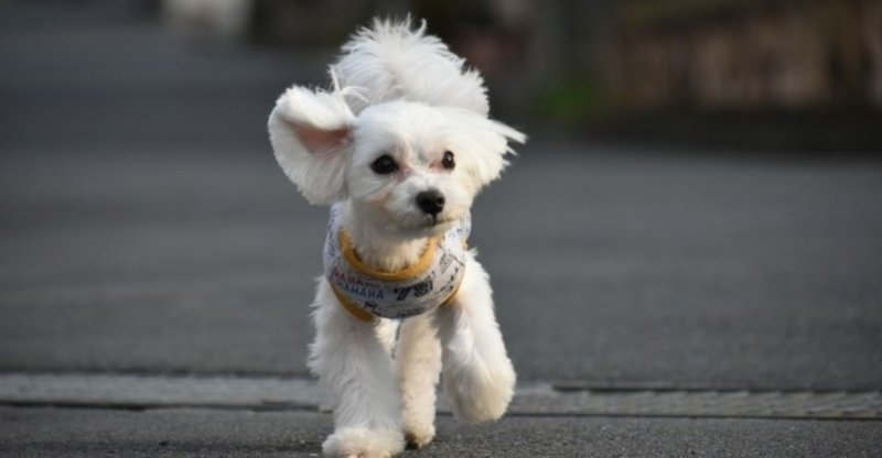 マルチーズってどんな犬 犬の飼い主サポートのplam Note マルチーズってどんな犬 犬の飼い主サポートのplam Note