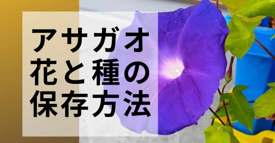 子どもと一緒に学ぶ アサガオの花と種の収穫と保存方法 こびログ Note