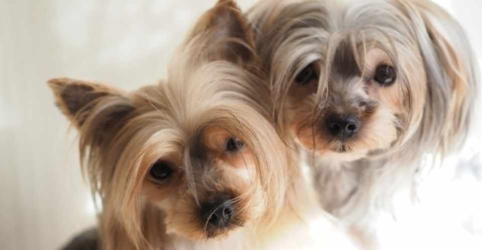 ヨークシャー テリアってどんな犬 犬の飼い主サポートのplam Note