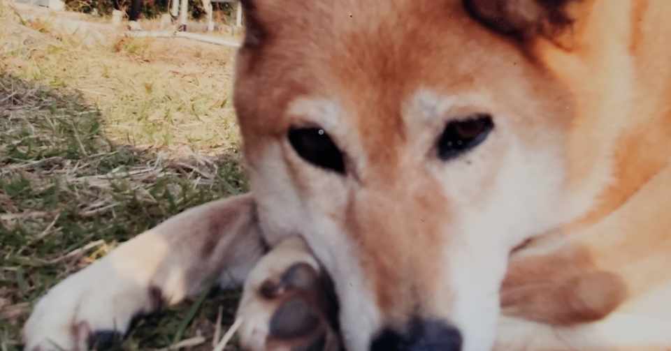 連作短歌 愛犬 フルスイングの空振り三振 Note
