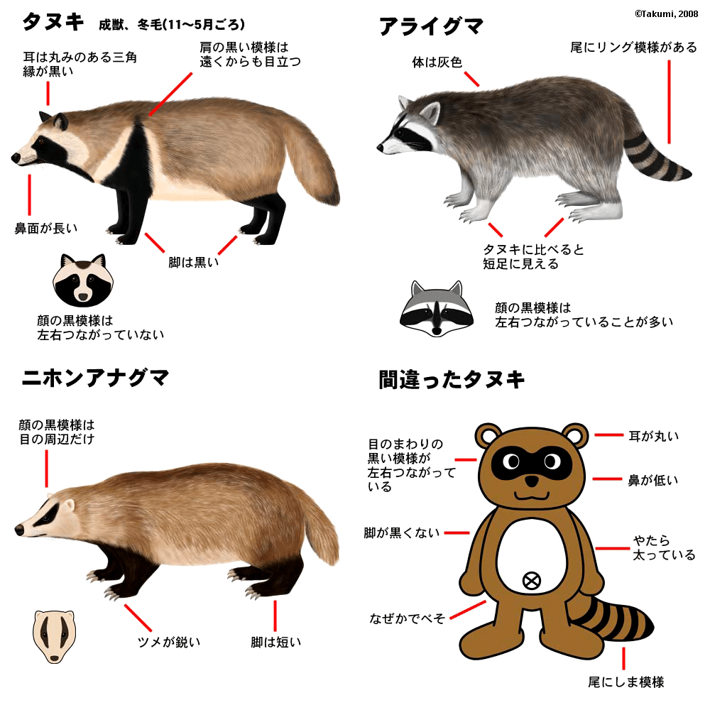 たぬきとミッキーマウス 檜山バターン Note