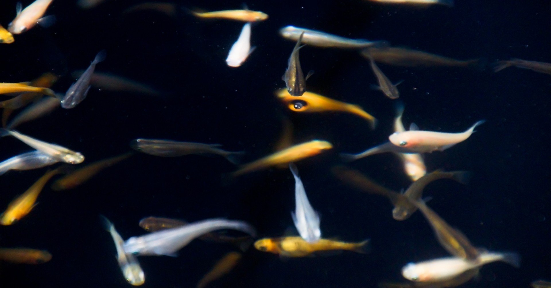 ３度目のメダカのお迎え にしはる Note