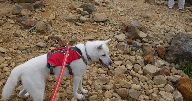 犬と登山 Kickno Note