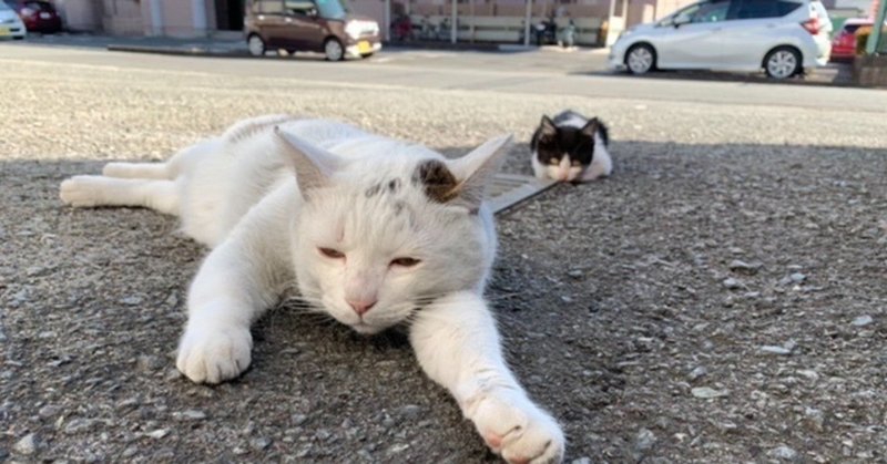 猫 小説 我々だ