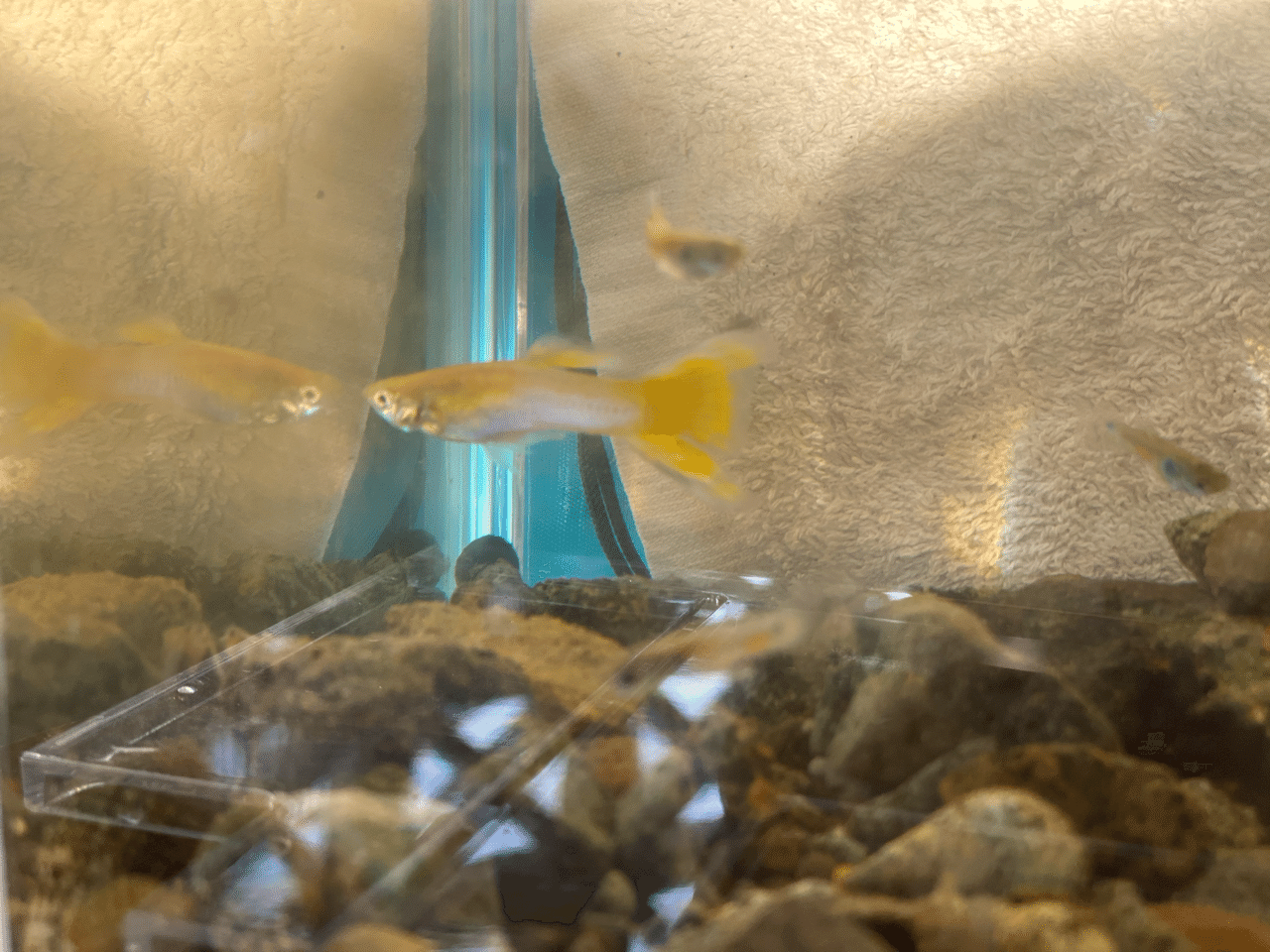 綺麗な魚 Makoto101 Note