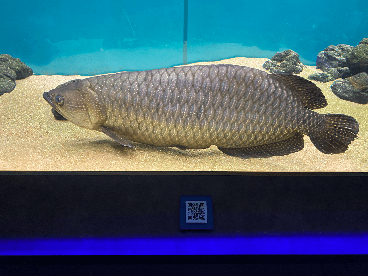 カワスイ ｃ くじら Note