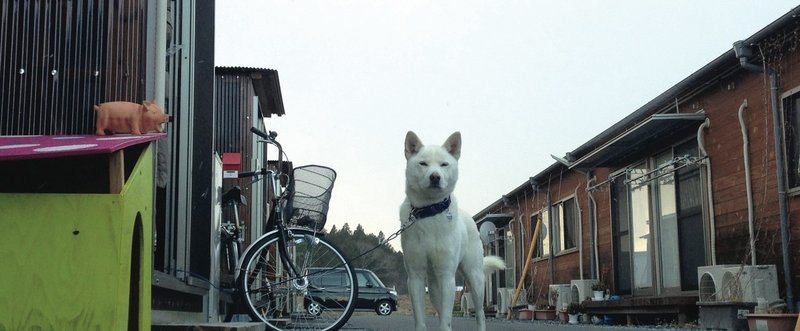 南相馬市・シロのはなし。