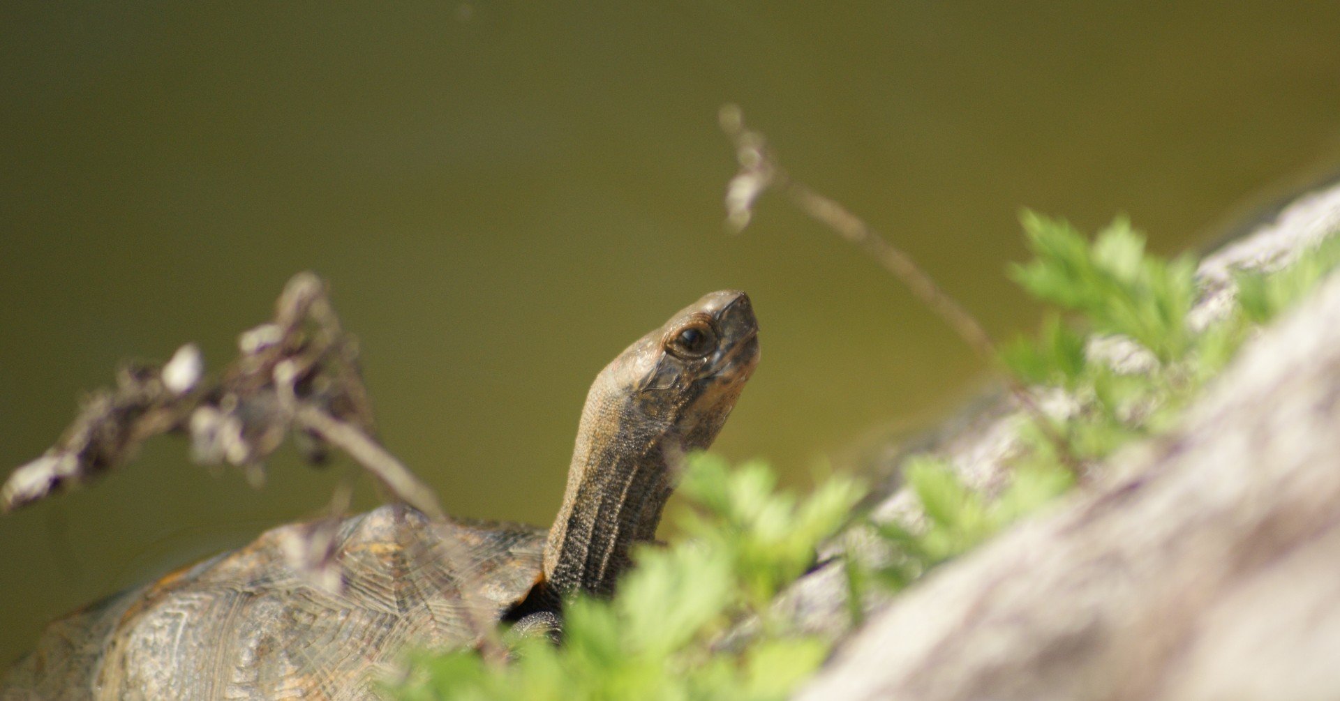 イシガメが溺れた 雑記草 ざっきそう Note イシガメが溺れた 雑記草 ざっきそう Note
