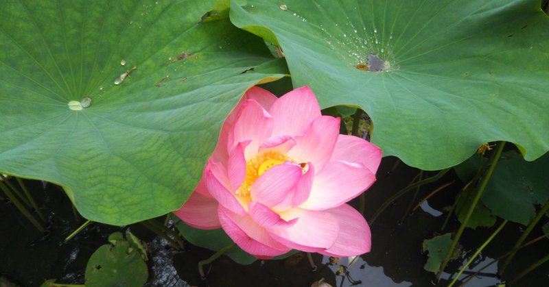 ハスの花みたいな人ですね って言われた話 やぶなお note