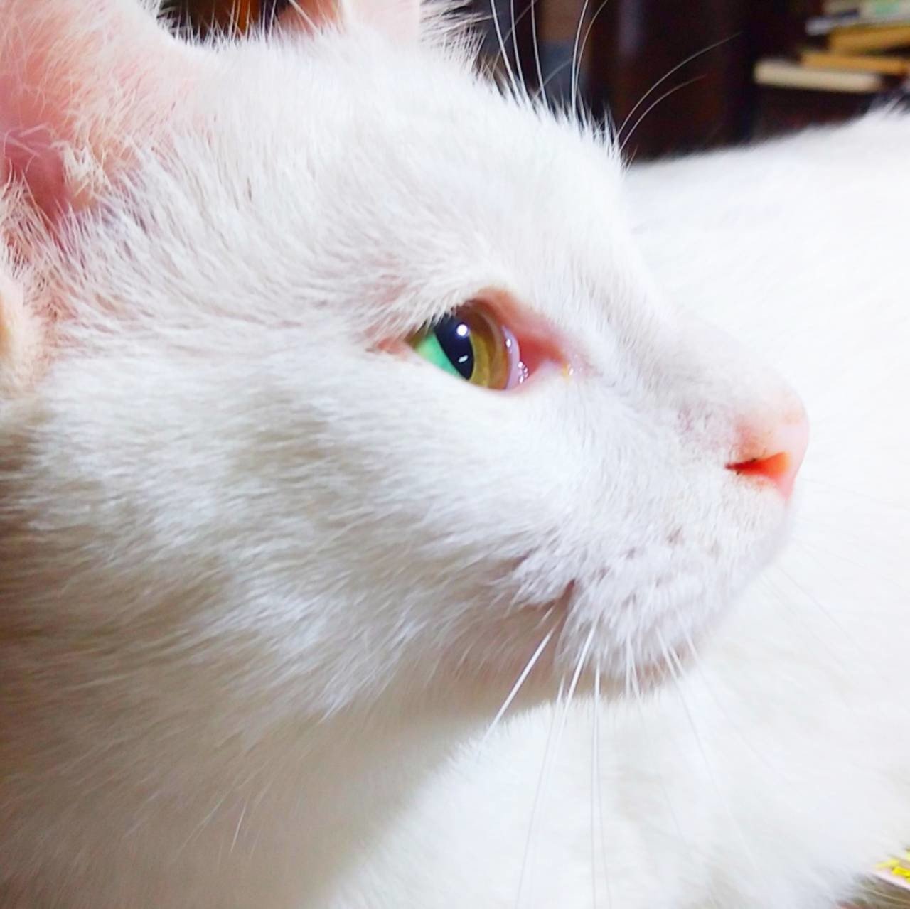 ふだん金色の猫の眼に 翠色の光が宿る瞬間が好きである つたみ千秋 Note ふだん金色の猫の眼に 翠色の光が宿る瞬間が好きである つたみ千秋 Note
