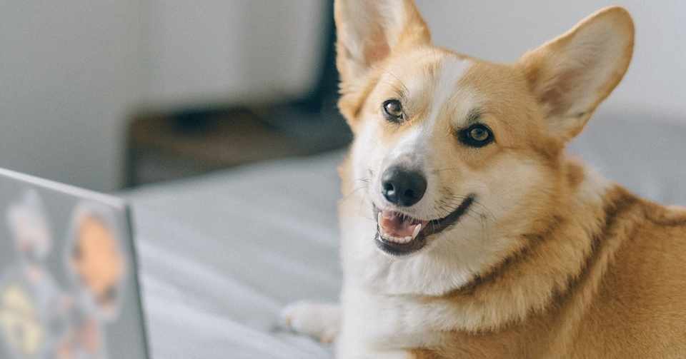 まるで食パン コーギー犬の実態 ゆきりんご Note