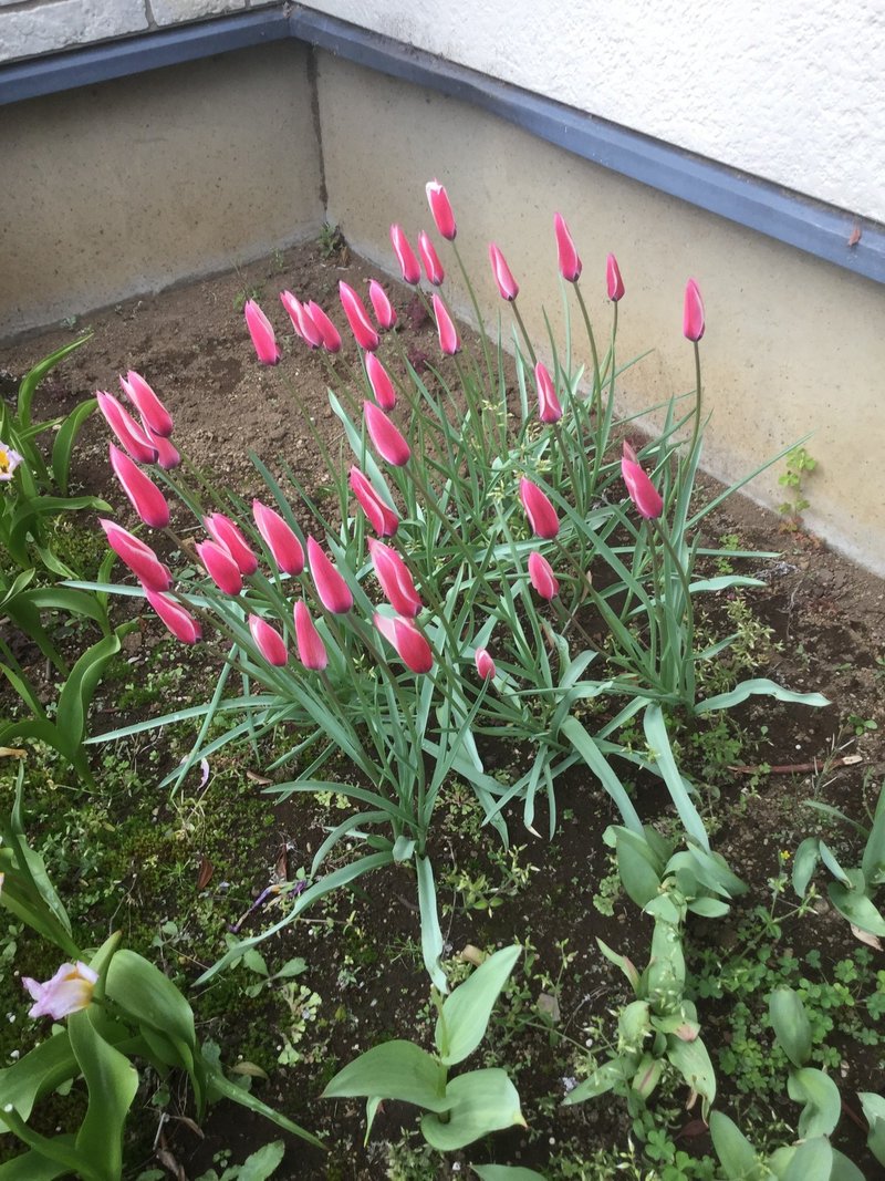 原種チューリップ 中村好孝 ホワイト７ 自分再発見アドバイザー 連続投稿376日達成 8 13 Pv7万 月 Note