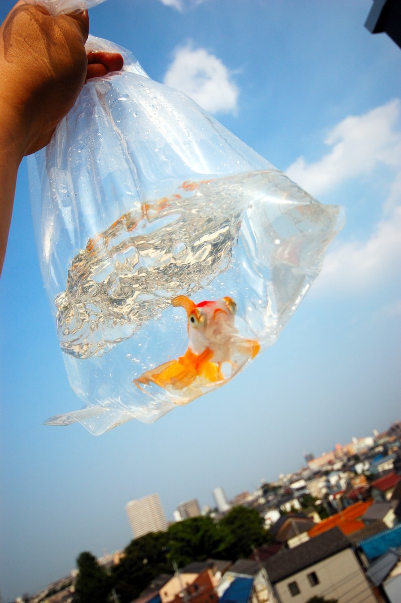 金魚の梱包と発送について 極光金魚展 Note