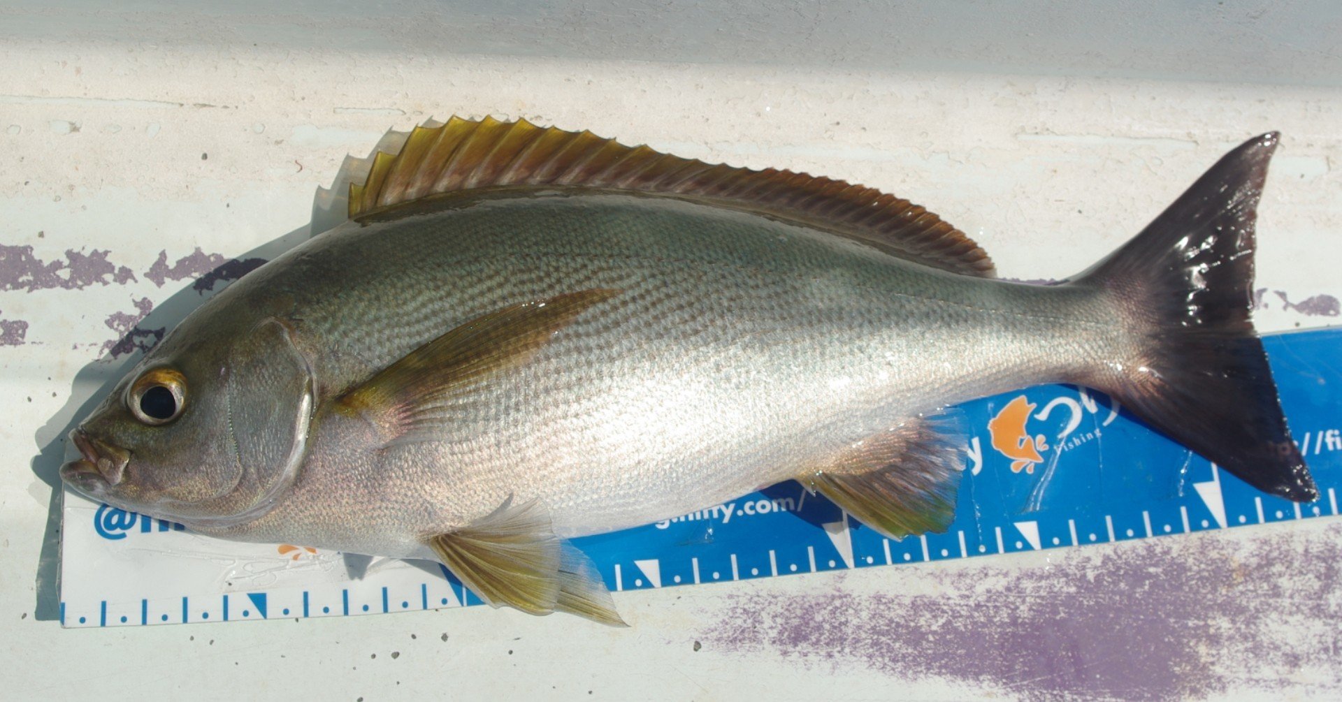 鴨川から60号ビシのイサキ タイ五目釣りで大物がきた 八平丸 玉置標本 Note 鴨川から60号ビシのイサキ タイ五目釣りで大物がきた 八平丸 玉置標本 Note