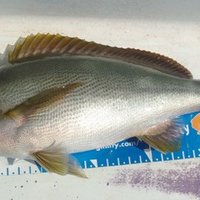 剣崎沖ででっかいワラサが釣れました 三崎 えいあん丸 玉置標本 Note
