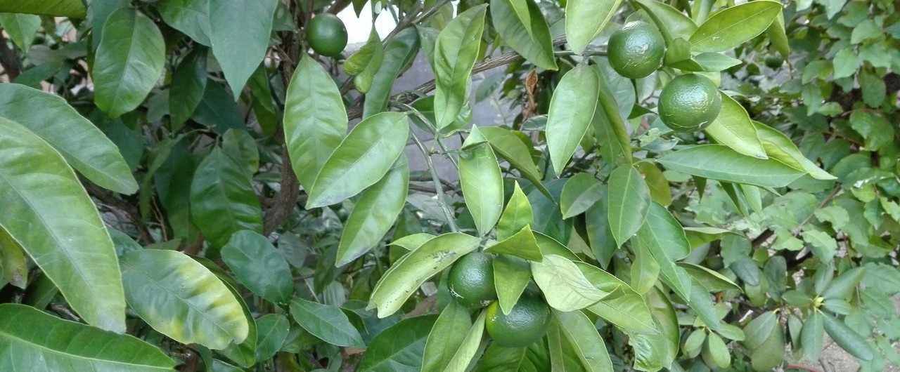 太陽光発電と二コラ テスラのフリーエネルギー発電機 坂崎文明 Note