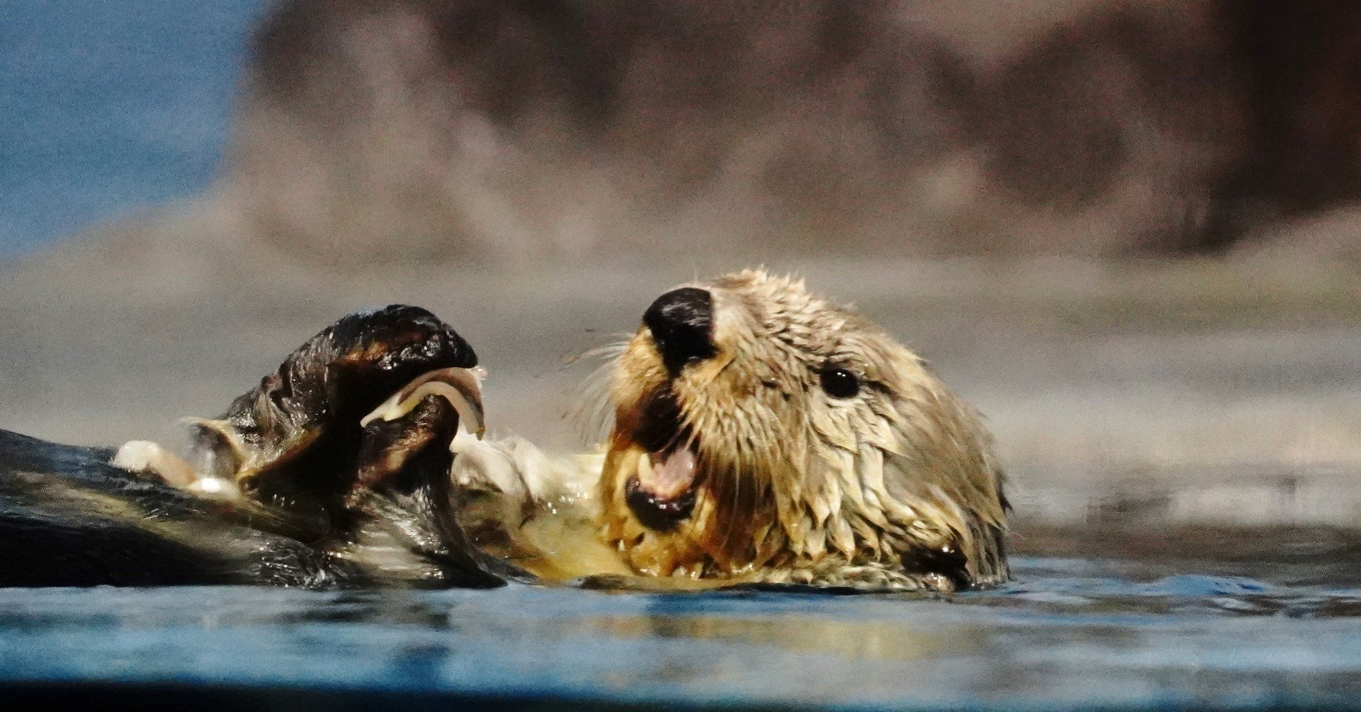 ラッコのうわさ らっこばやし Note ラッコのうわさ らっこばやし Note