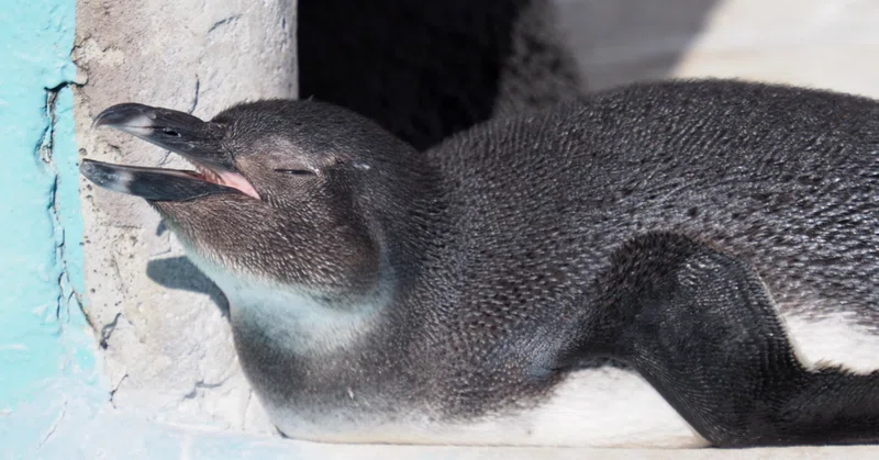 動物ほっこり の新着タグ記事一覧 Note つくる つながる とどける