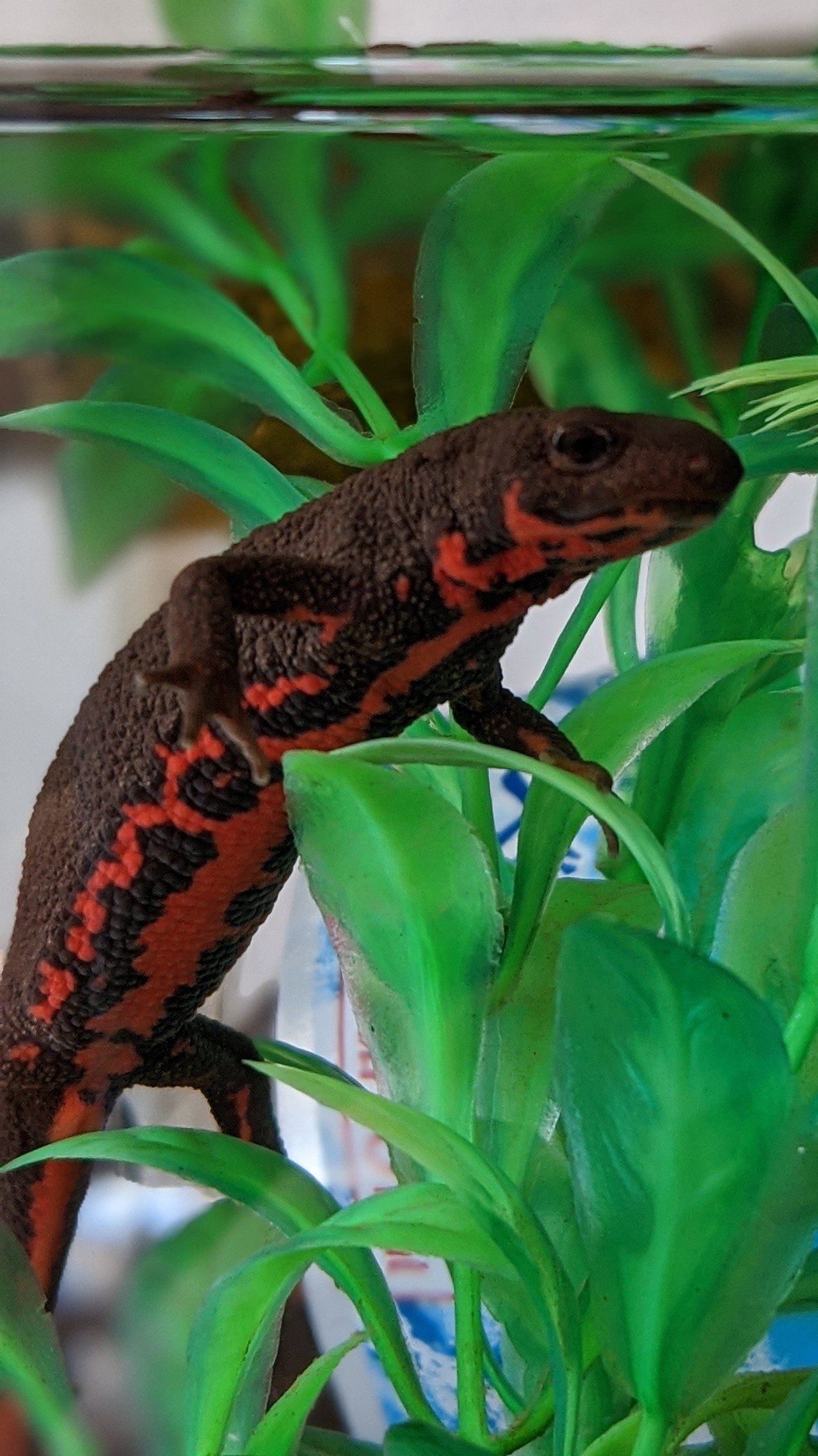 Japanesefirebellynewt Newt Salamander Cynops Firebellynewt イモリ アカハライモリ ケンズアライブ Note
