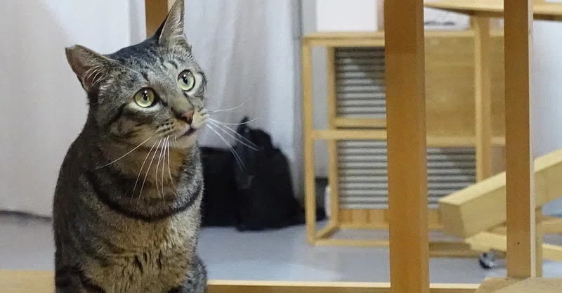 こんな人は会社でも学校でも嫌われる 評価が下がる悪い態度に関する心理学 心理学博士ちょっぺ 先生 Note