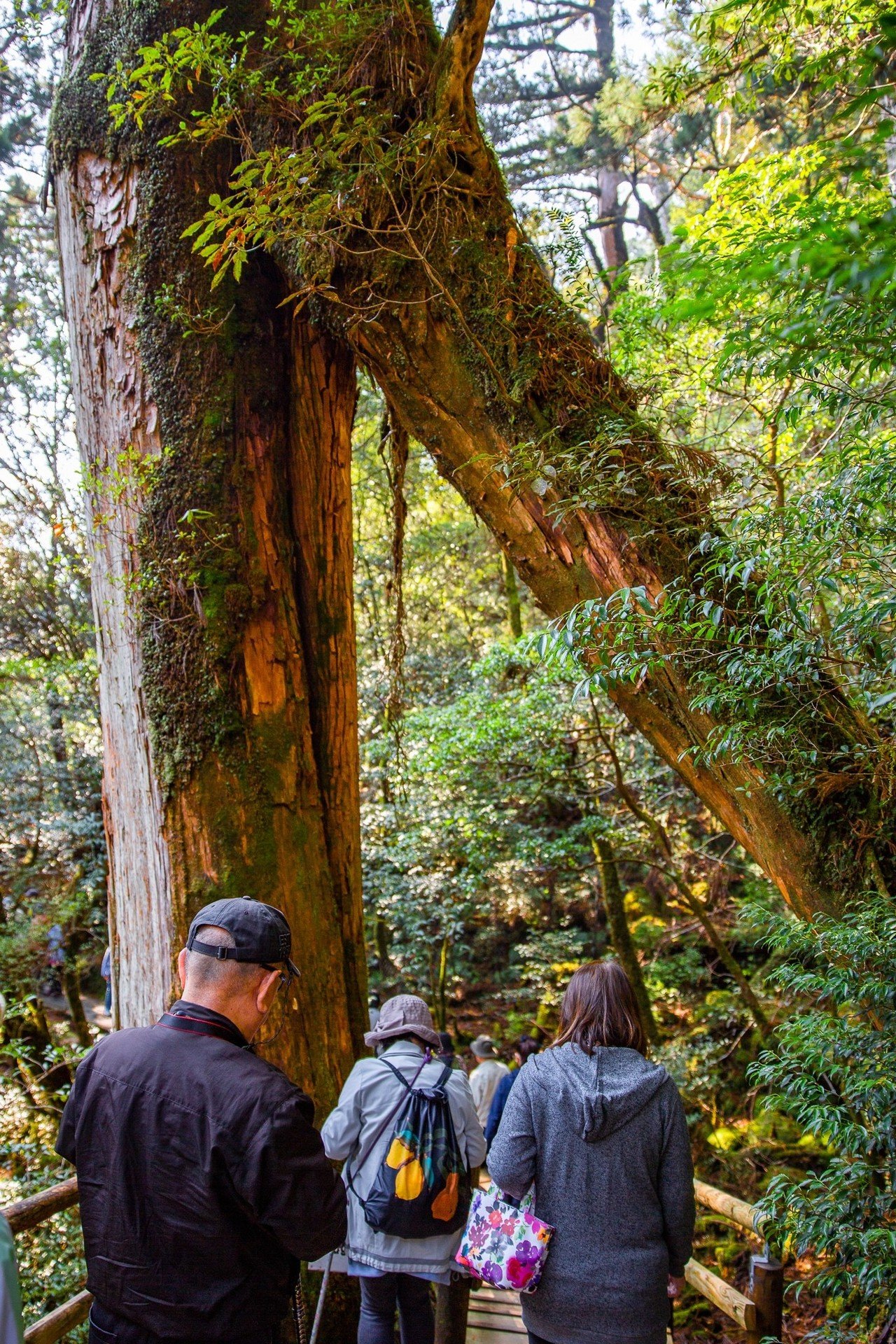 世界遺産の 屋久島 Zenpaku Note 世界遺産の 屋久島 Zenpaku Note