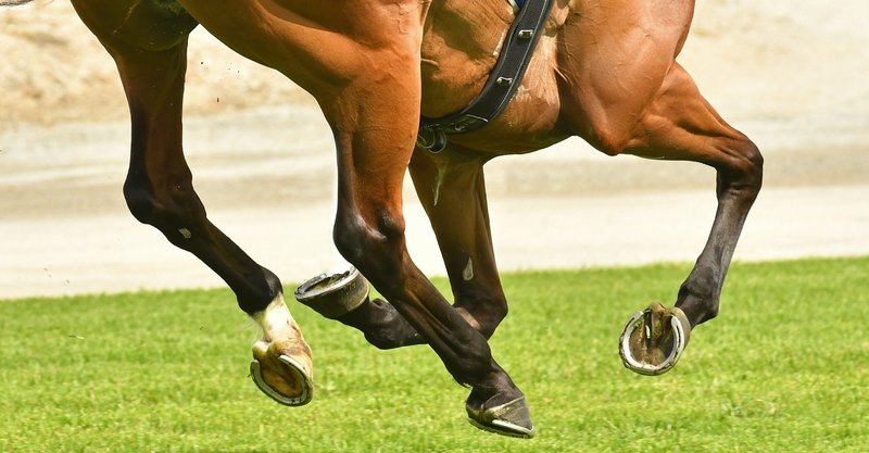 募集馬 短評 キャロットクラブ 募集馬短評 関西入厩予定馬 一口馬主マスターb Note