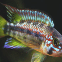 アピスト飼育にあたって Ap Farm K Note