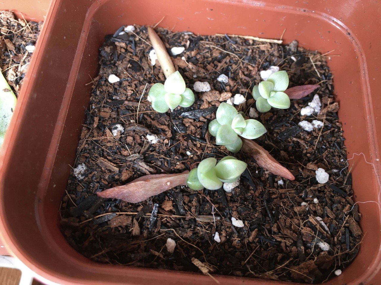 ブロンズ姫の葉挿しちゃん ツヤツヤ 葉から芽が出て成長する多肉植物の不思議 多肉植物 葉挿し Marimo Note