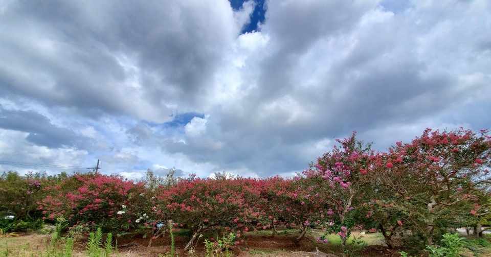 サルスベリの剪定 夏編 誰でもできる Yuuuuuuutro7 Note