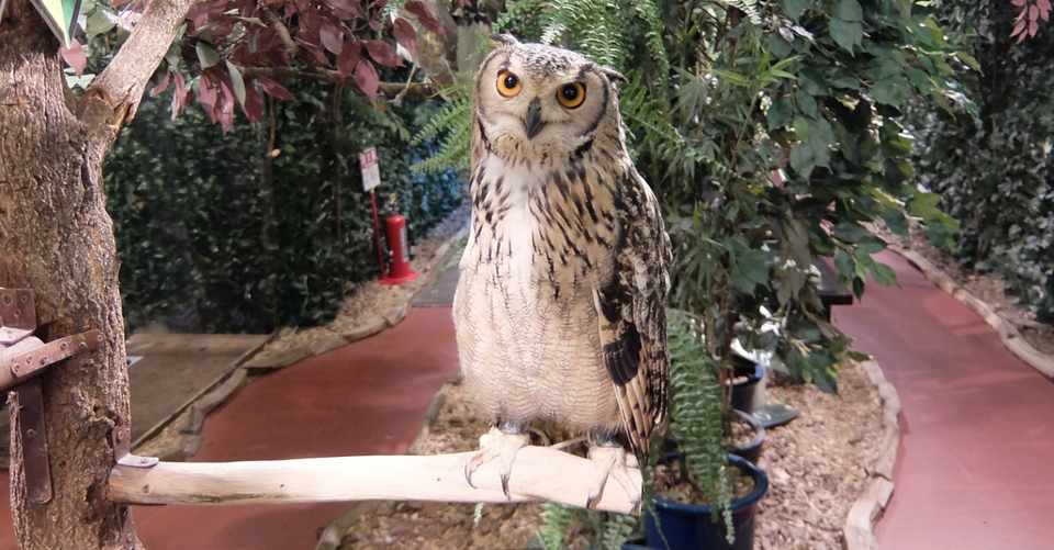 京都 フクロウの森 に行ってきました Kyou Note