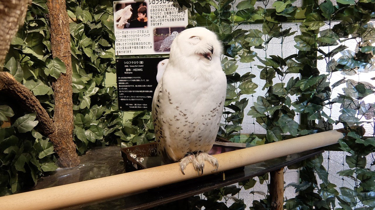 京都 フクロウの森 に行ってきました Kyou Note 京都 フクロウの森 に行ってきました Kyou Note